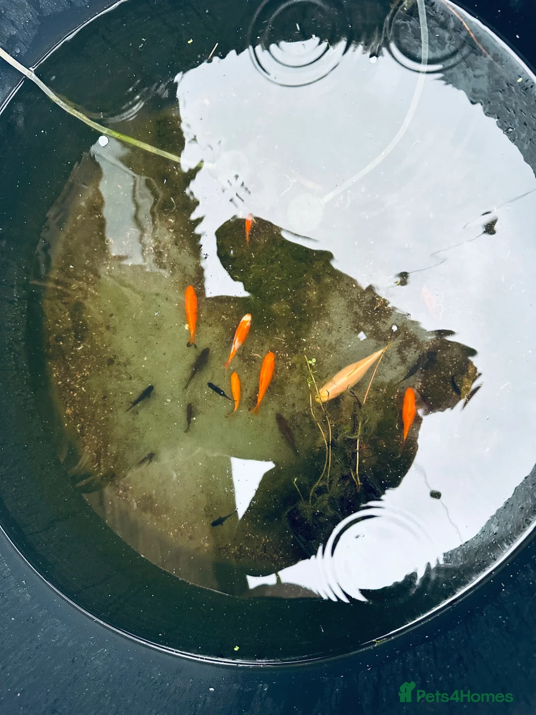 Goldfish fish for sale: Baby Pond Golfish 2-5cm   - Advert 3