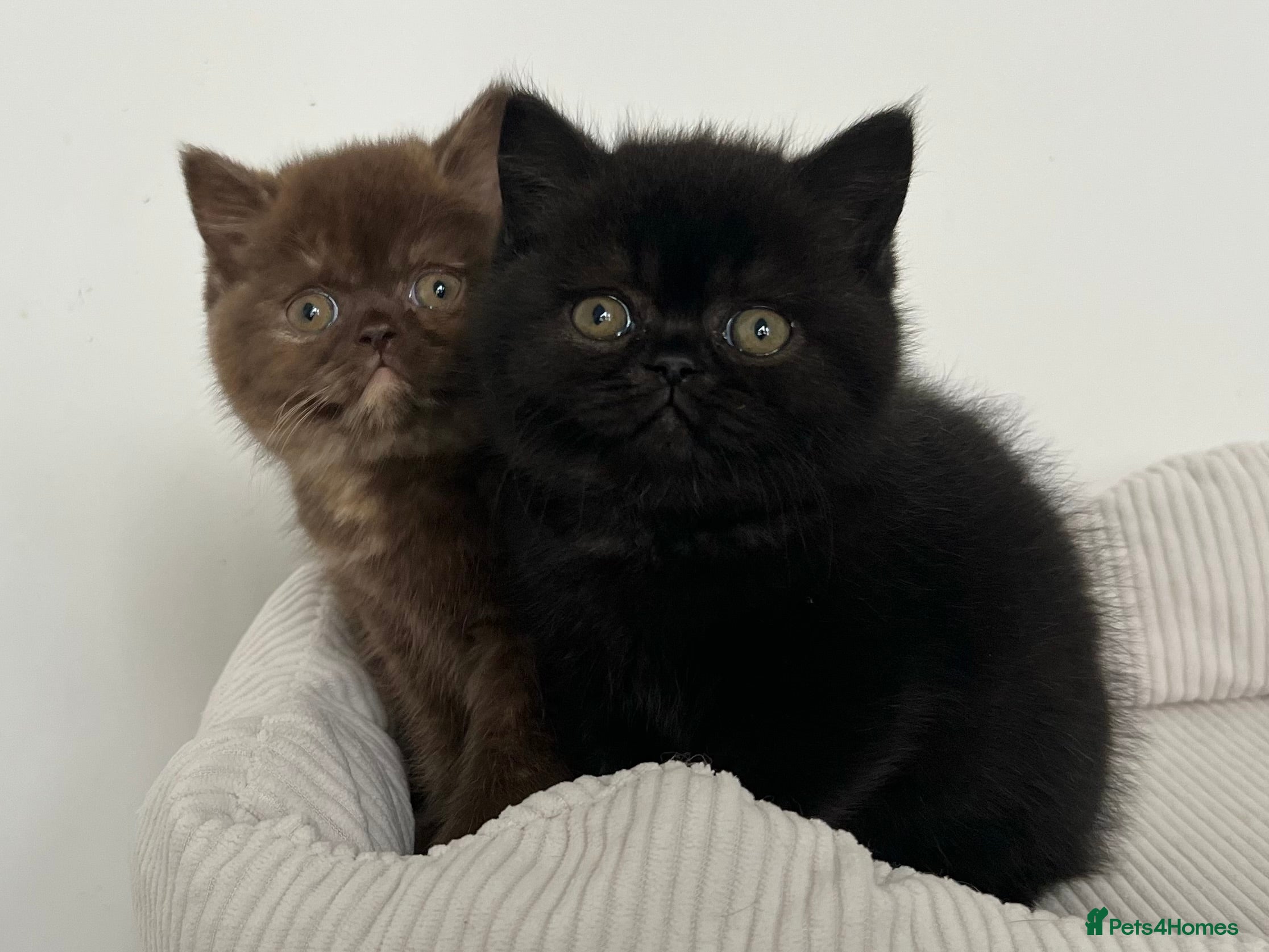 British Shorthair cats Exceptional BSH Girls, Champion Bloodlines - Advert 16