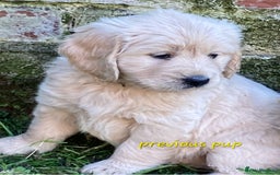 Goldendoodle dogs for sale: F1 Goldendoodle - Image 13