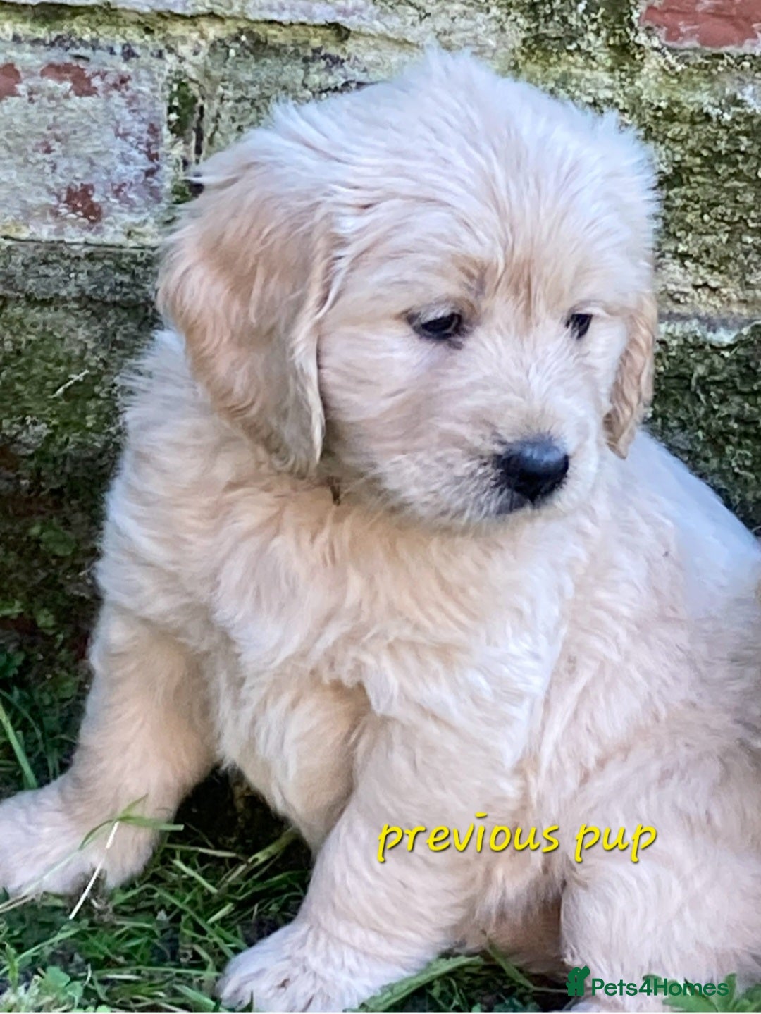 Goldendoodle dogs for sale: F1 Goldendoodle - Image 13