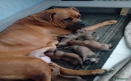 Mixed Breed dogs for sale: Bullmastiff X Puppies - Image 1