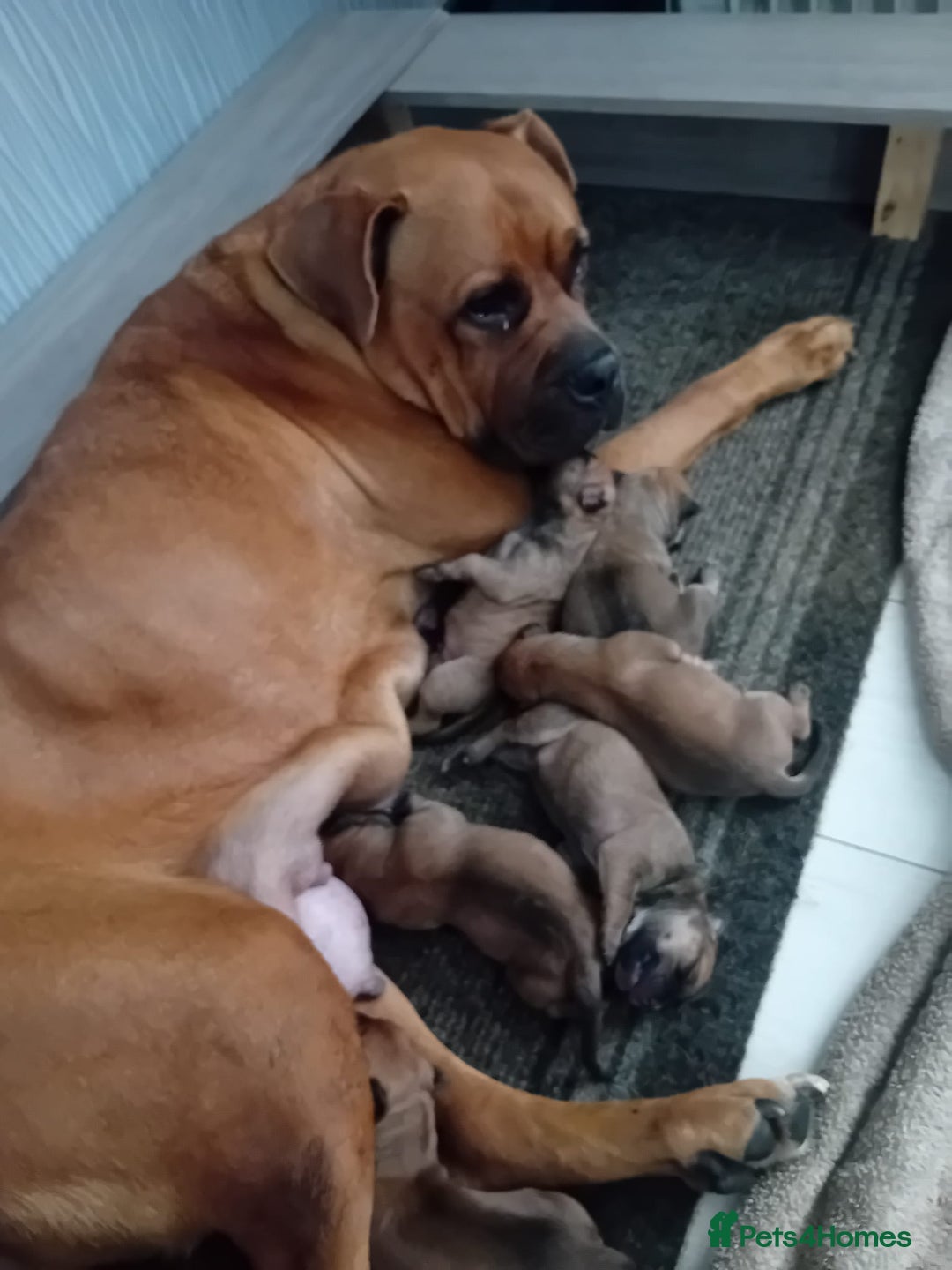 Mixed Breed dogs for sale: Bullmastiff X Puppies - Image 1