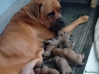 Mixed Breed dogs - Advert 1