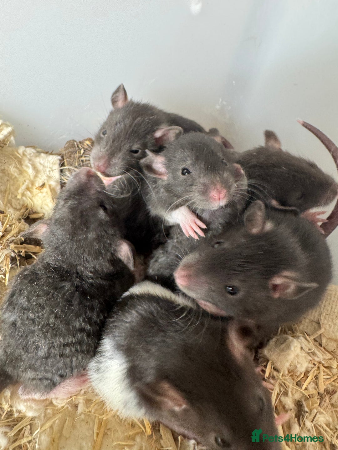 Rat rodents for sale: Baby rats boys and girls  - Advert 2