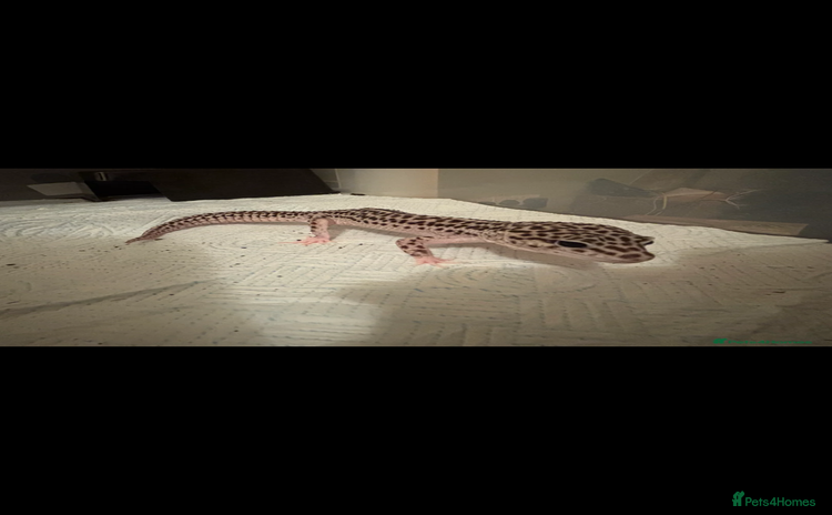 Leopard Gecko reptiles in Uxbridge - Advert 16