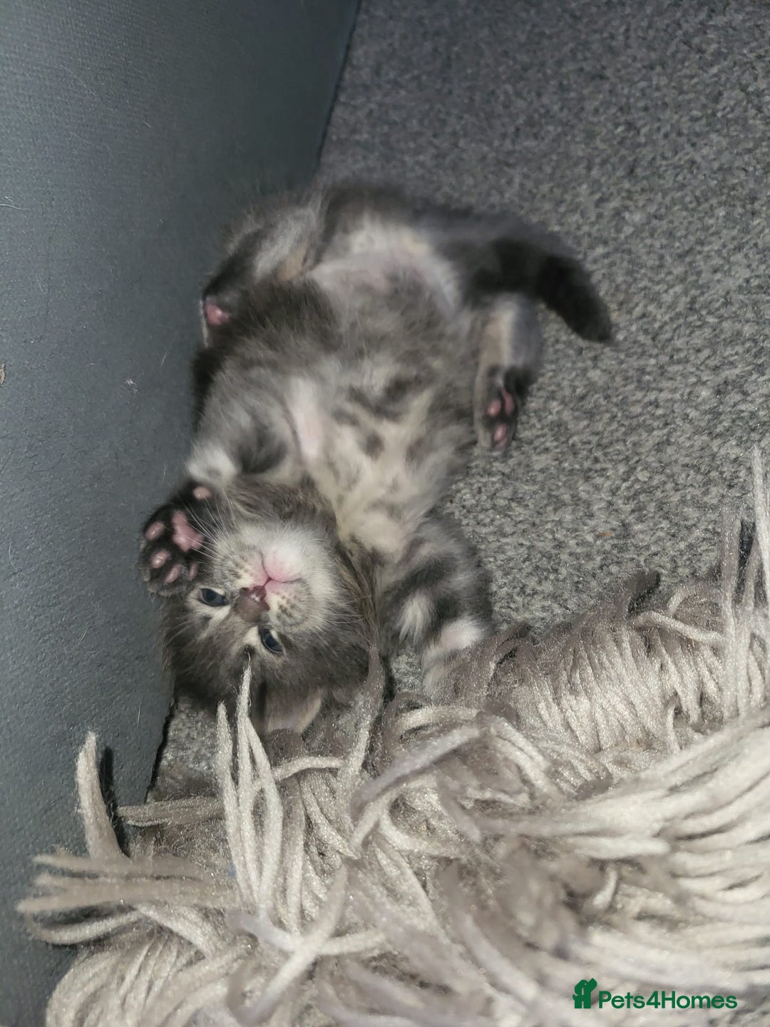 Maine Coon cats for sale: Stunning litter of maine coon kittens  - Advert 27