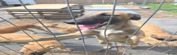 Belgian Shepherd Dog dogs for sale: Belgian Malinois puppies - 6 months old in Tonbridge - Advert 6