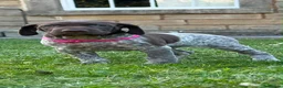 German Shorthaired Pointer dogs for sale: German Short Haired Pointer Puppies KC reg  - Advert 1