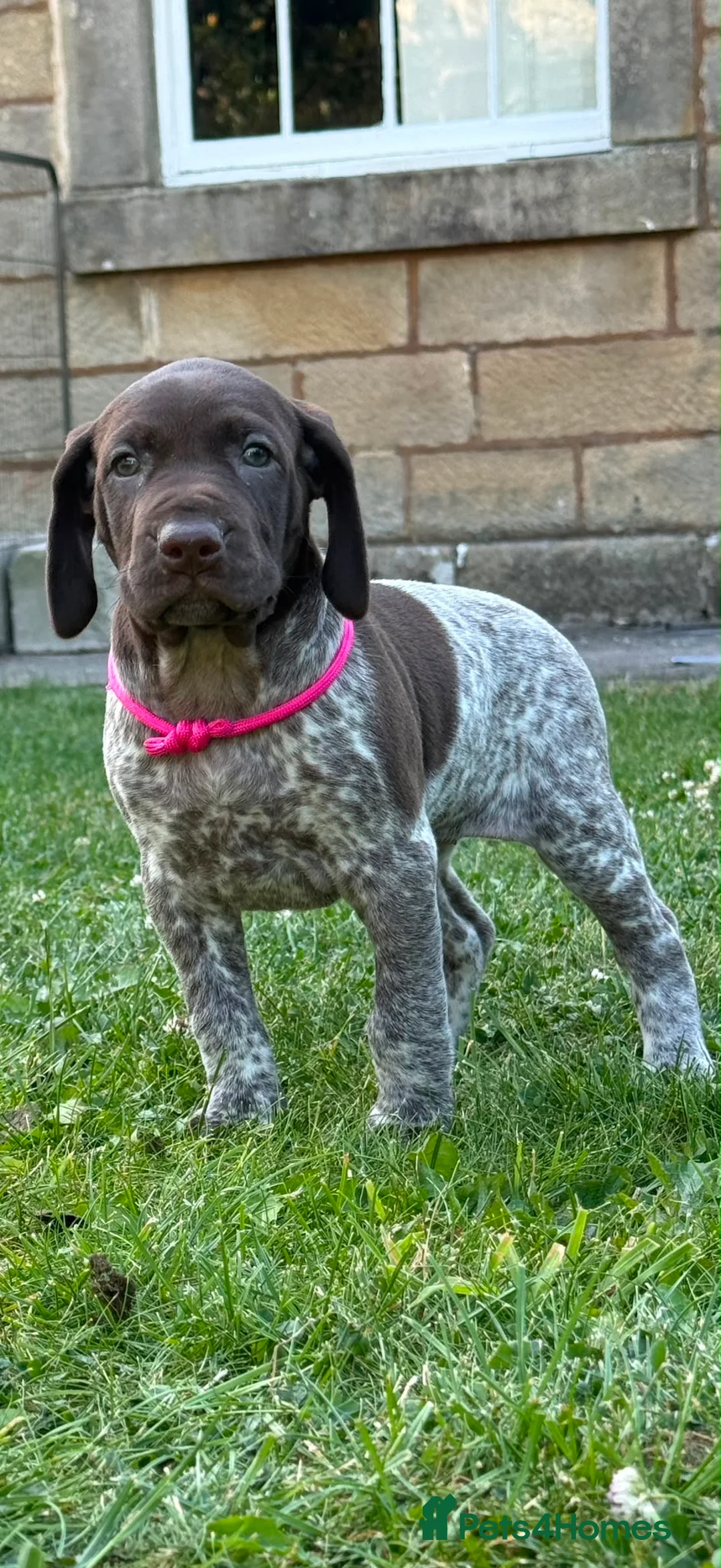 German Shorthaired Pointer dogs for sale: German Short Haired Pointer Puppies KC reg  - Advert 1
