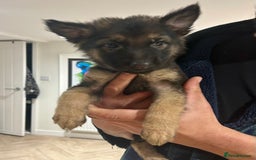 German Shepherd dogs for sale: Blue line German Shepherd’s - Ready today!  - Advert 2