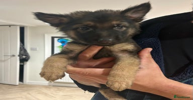 German Shepherd dogs - Advert 3