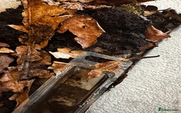 Gecko reptiles for sale: Brown Dalmatian Crested Gecko in Banbury - Image 15