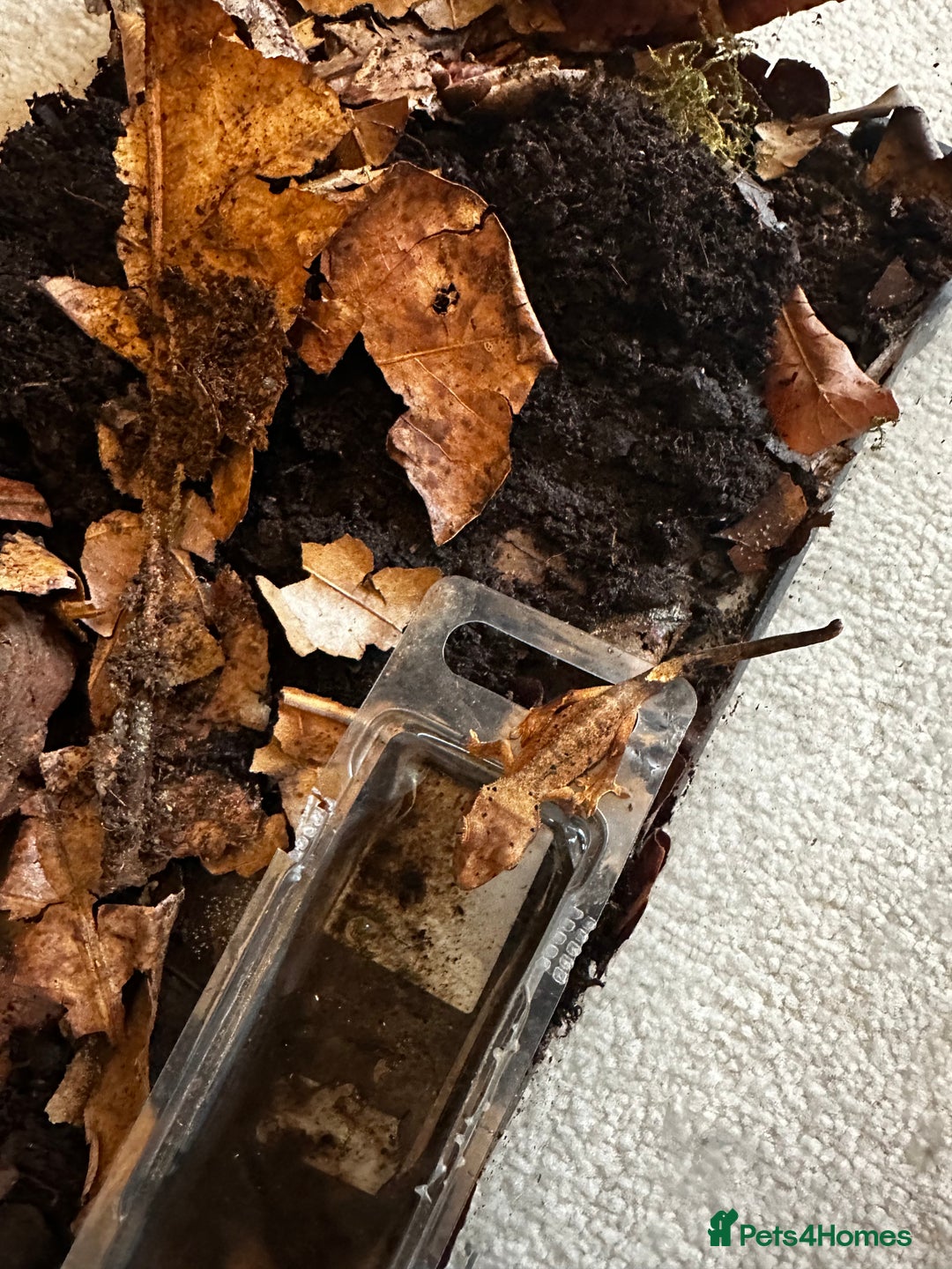 Gecko reptiles for sale: Brown Dalmatian Crested Gecko in Banbury - Image 15