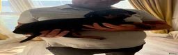 Dobermann dogs for sale: Ready now 1 girl Doberman puppy - Advert 7