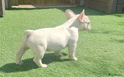 French Bulldog dogs for sale: REDUCED Fully vaccinated french bulldog puppy  - Image 5