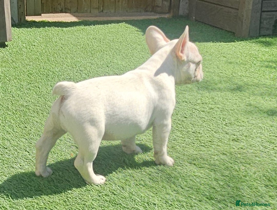 French Bulldog dogs for sale: REDUCED Fully vaccinated french bulldog puppy  - Image 5