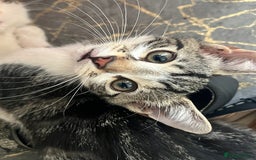 British Shorthair cats for sale: 3 KITTENS! - Image 2