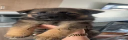 German Shepherd dogs for sale: 3 German Shepherd Puppies  in Doncaster - Advert 12