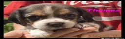 Beaglier dogs for sale: Beautiful Beaglier Bundles 🌸 - Advert 26