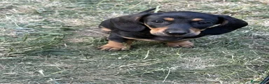 Dachshund 4