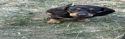 Dachshund dogs for sale: Dachshund Puppies for Sale - Advert 9