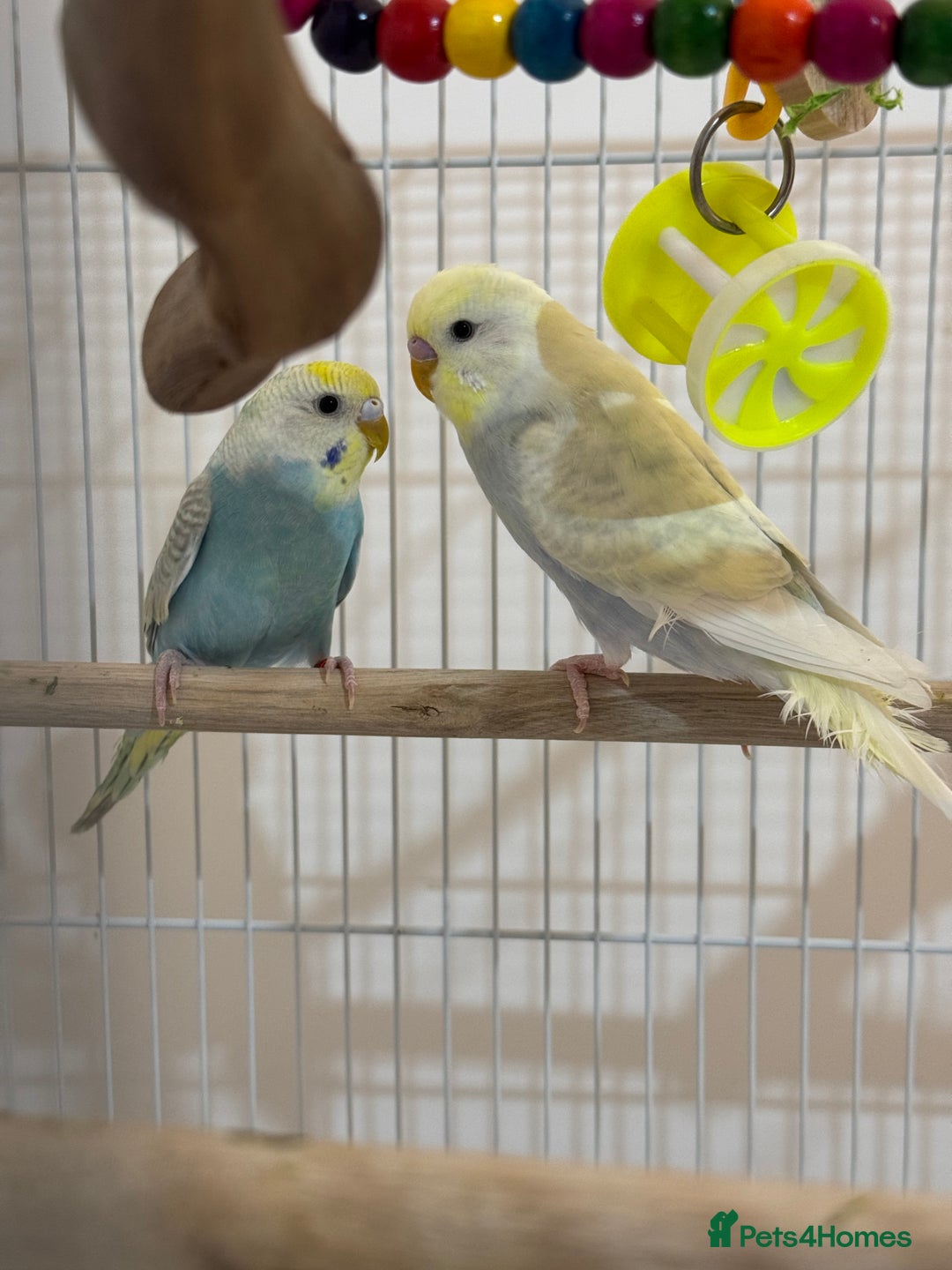 Budgerigars birds for sale: Beautiful budgerigar cock - Advert 1