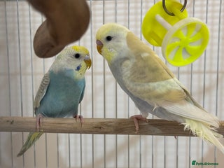 Budgerigars birds Beautiful budgerigar cock - Advert 9