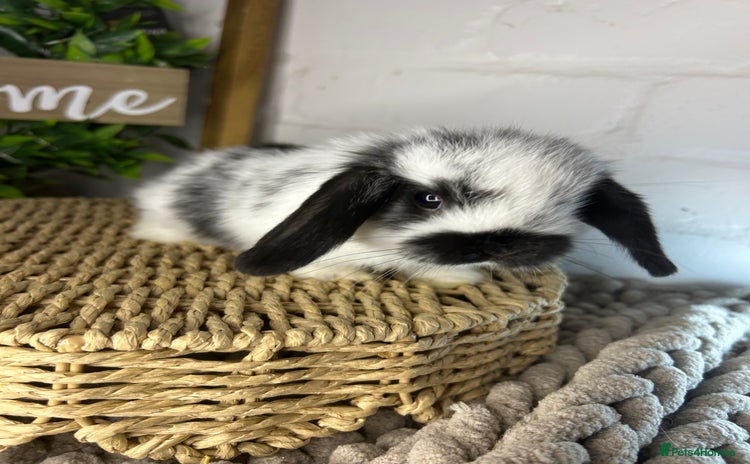 Mini Lop rabbits - Advert 1