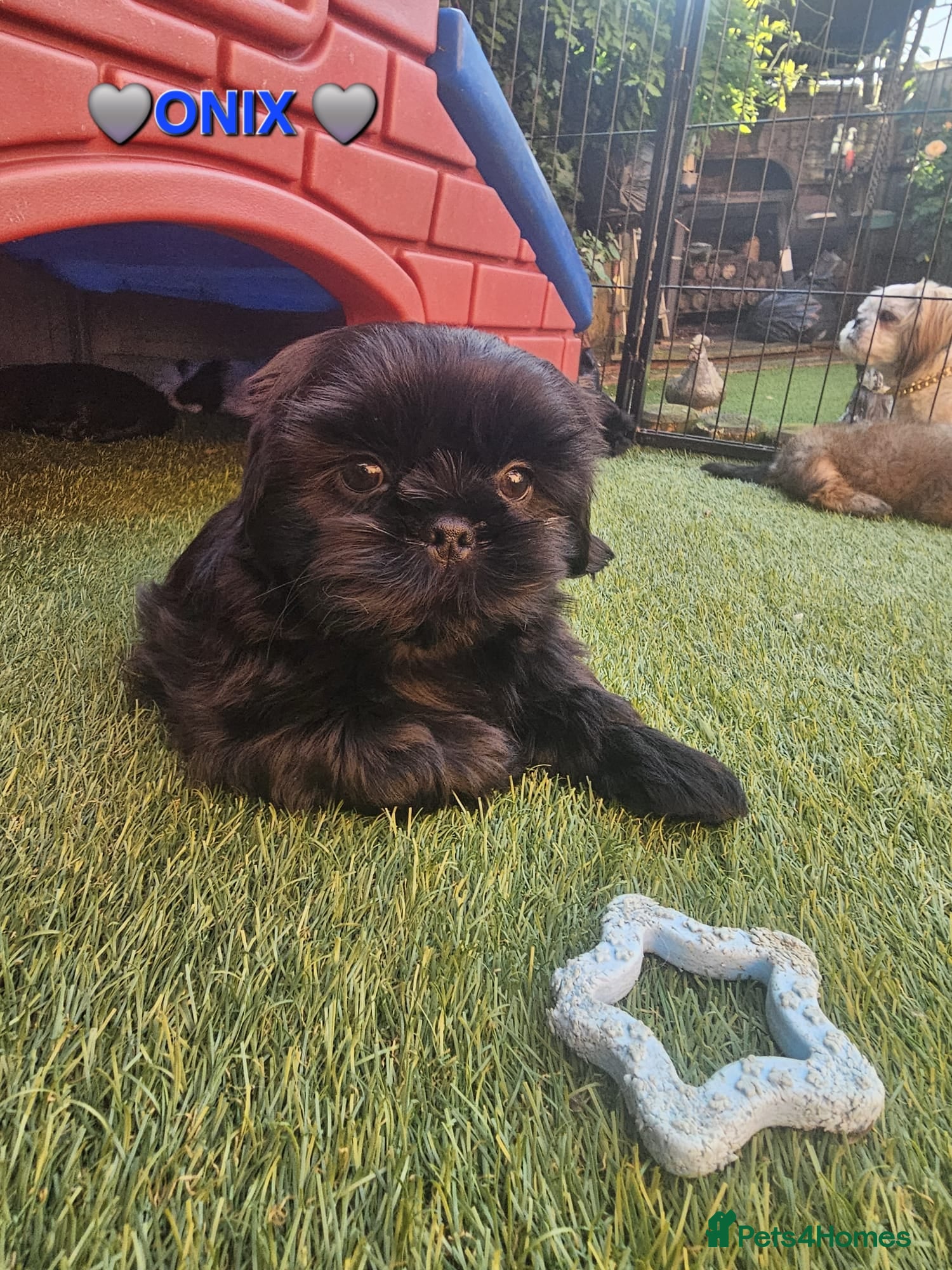 Shih Tzu dogs STUNNING PURE STANDARD SHIH TZU  - Advert 10