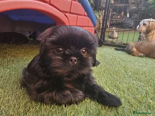 Shih Tzu dogs STUNNING PURE STANDARD SHIH TZU - Advert 10