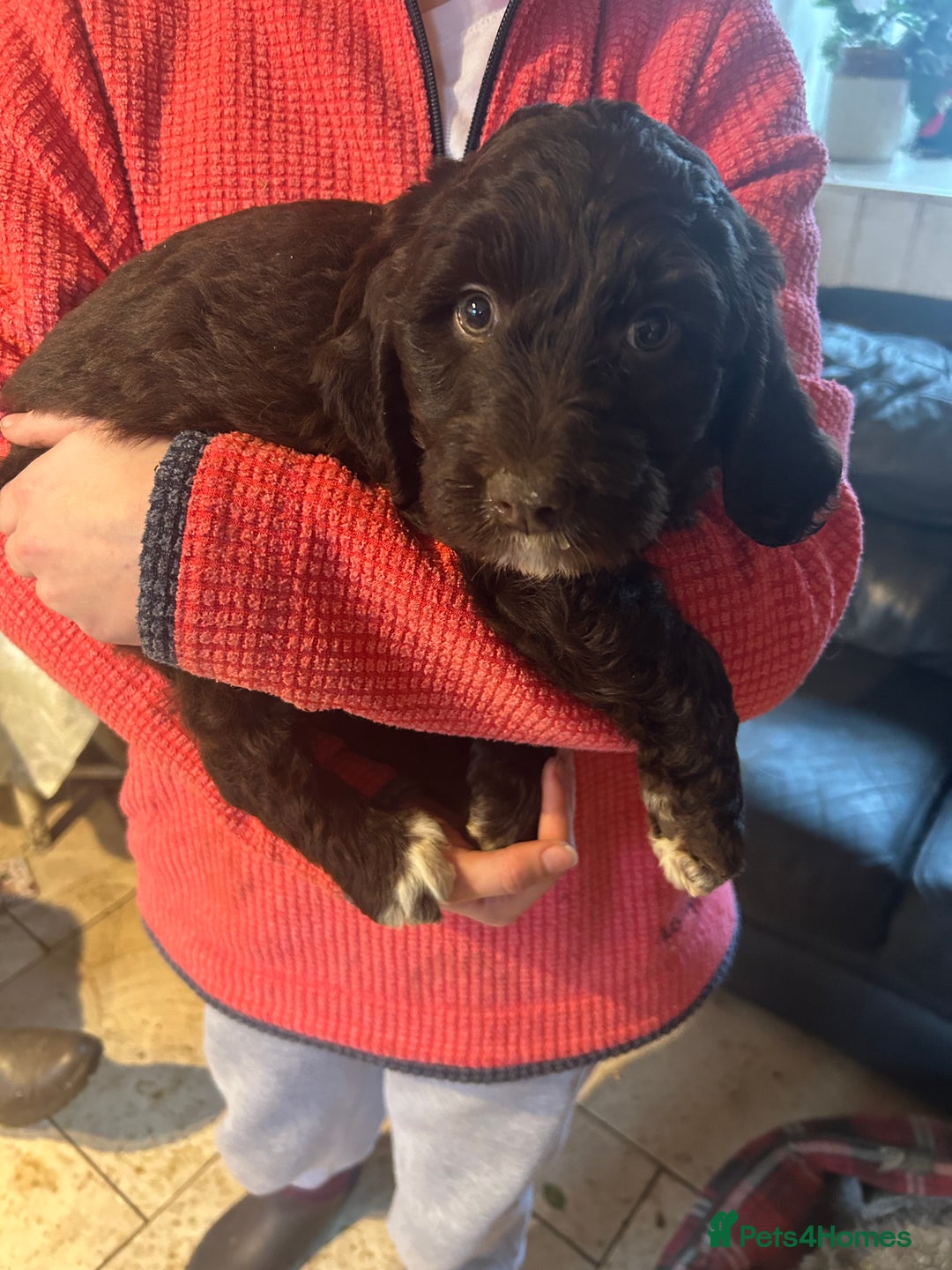 Mixed Breed dogs for sale: Cavapoo Puppies - Advert 29