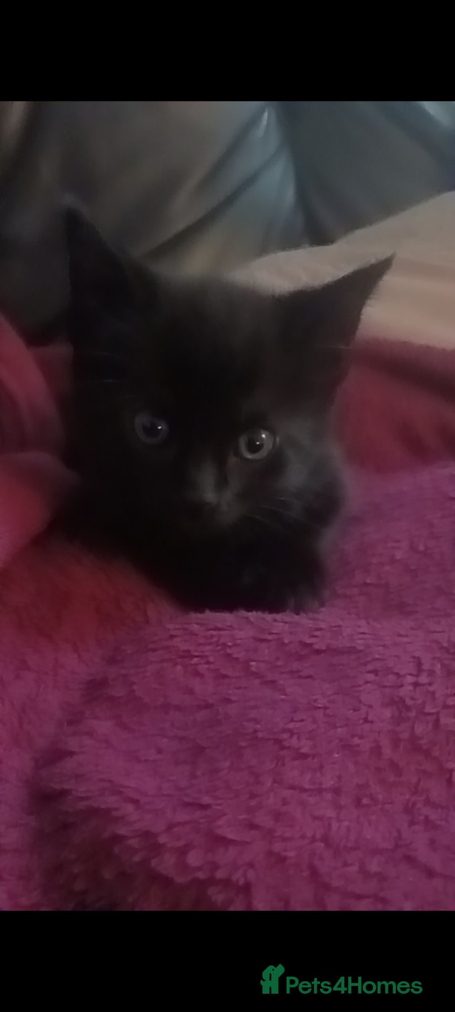 Mixed Breed cats for sale: Black fluffy kittens  - Advert 3