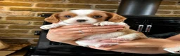 Cavalier King Charles Spaniel dogs for sale: Fully Health Tested Blenheim CKCS Puppies - Advert 5