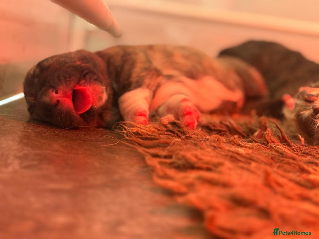 Mastiff dogs for sale: Registered Spanish mastiff puppies  - Image 6