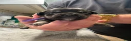 Mixed Breed dogs for sale: Fregal puppies - Advert 36