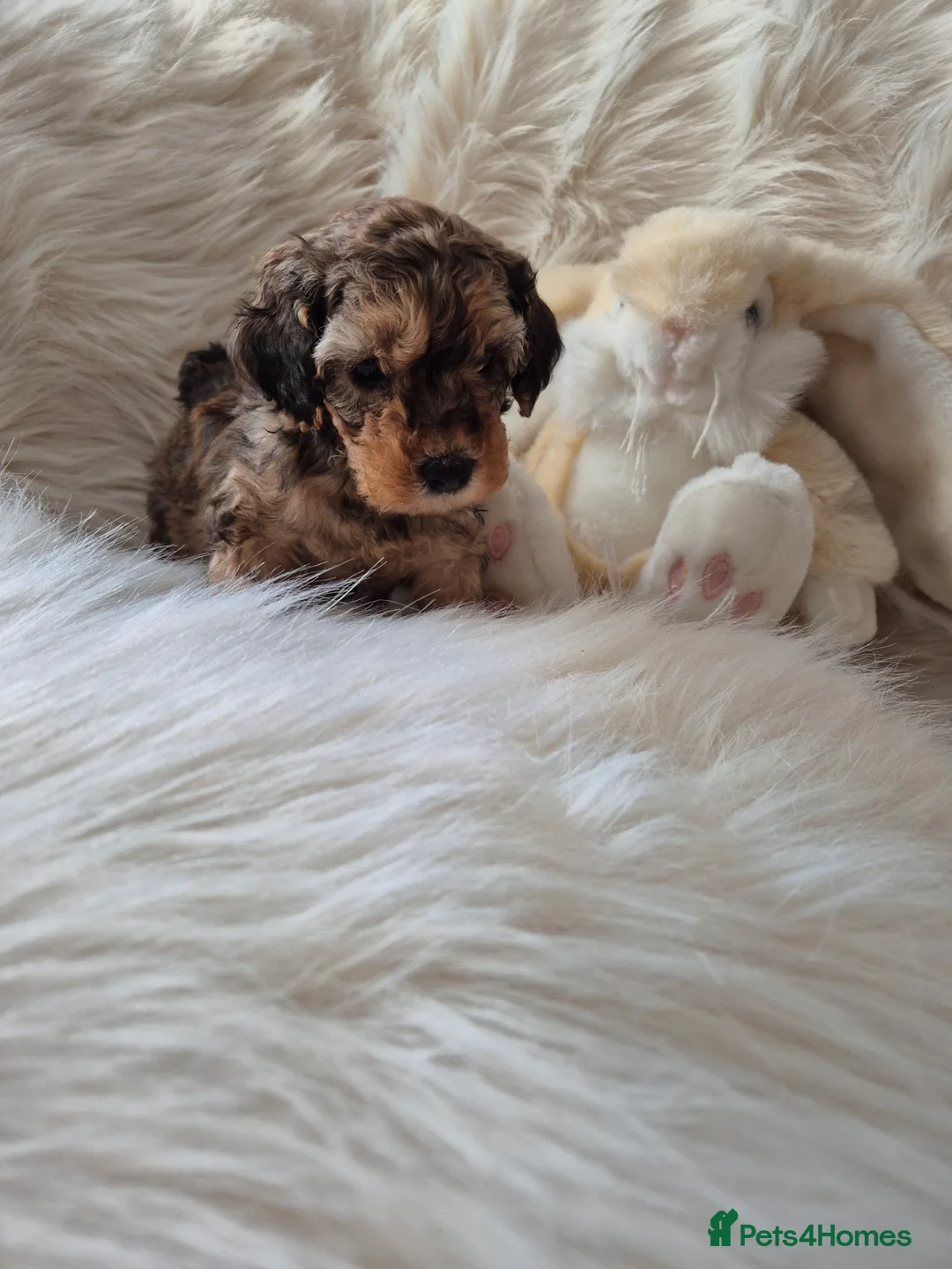 Cockapoo dogs for sale: F1B COCKAPOO PUPPIES  - Advert 5