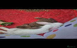 French Lop rabbits for sale: 2 female French lop rabbits and brand new hutch - Image 7