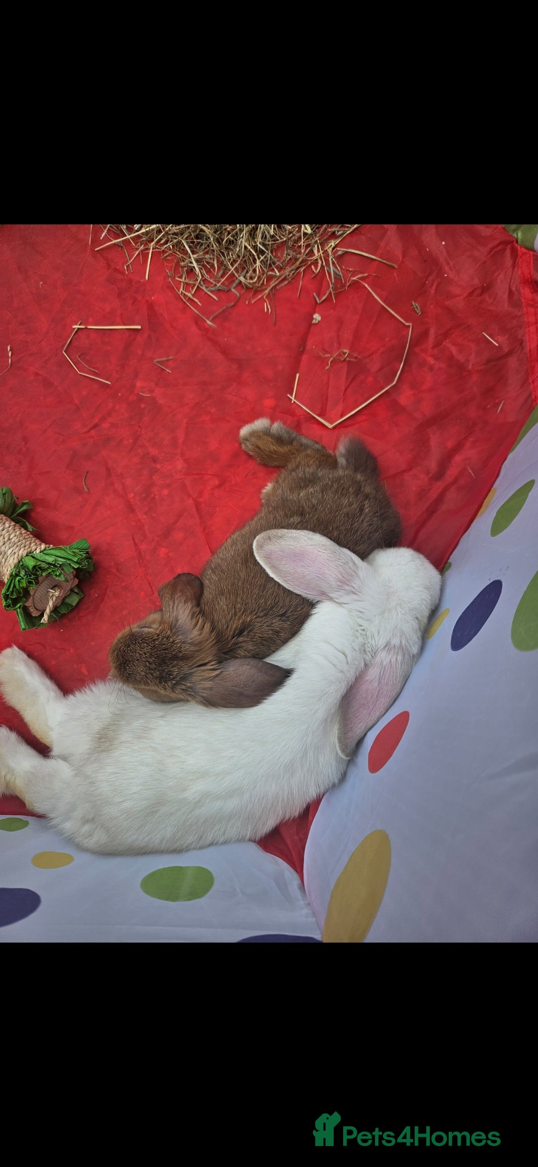 French Lop rabbits for sale: 2 female French lop rabbits and brand new hutch - Image 7