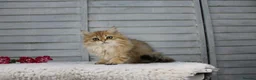 British Longhair cats for sale: Boy and Girl ready  - Advert 8