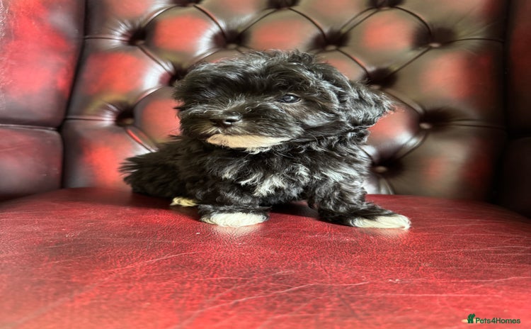 Maltipoo dogs - Advert 3