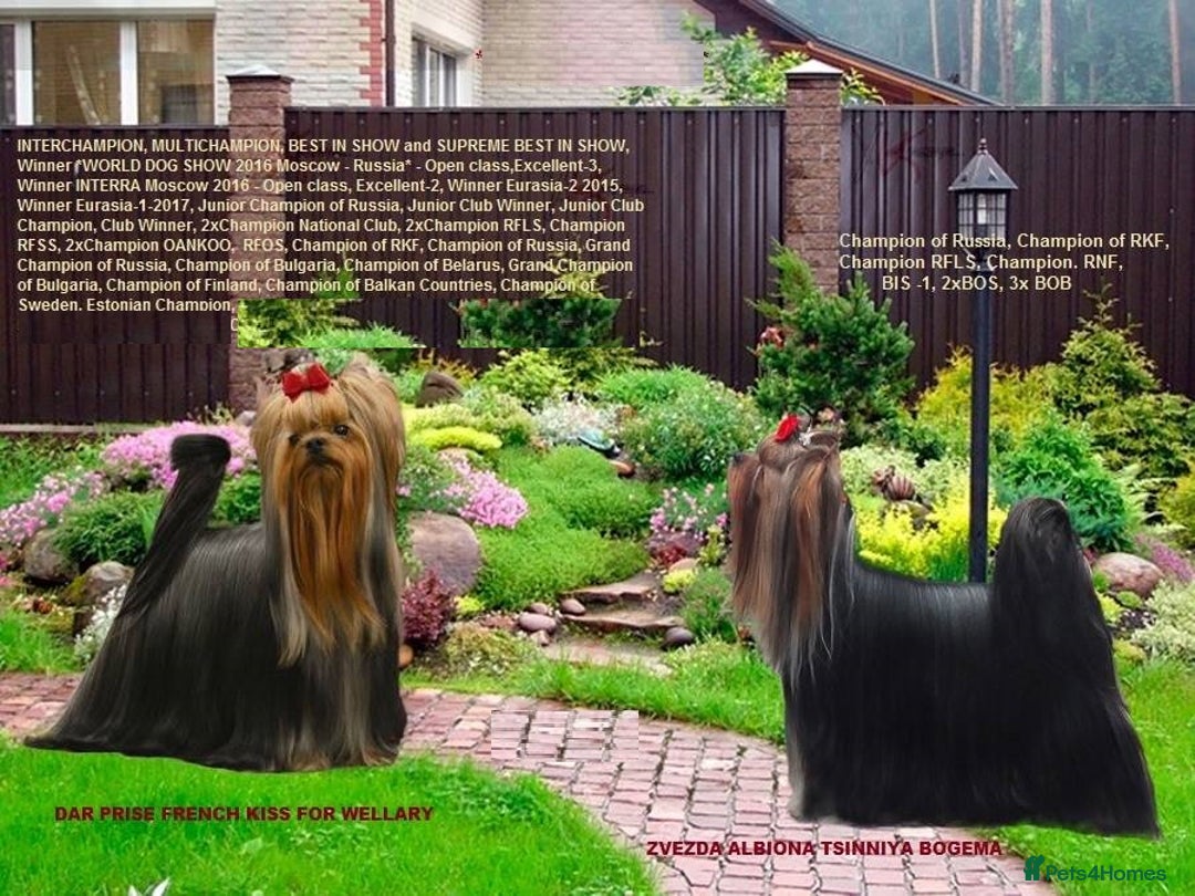 Yorkshire Terrier dogs for sale: Girl, Show quality, KC reg 18 champions bloodline - Advert 10