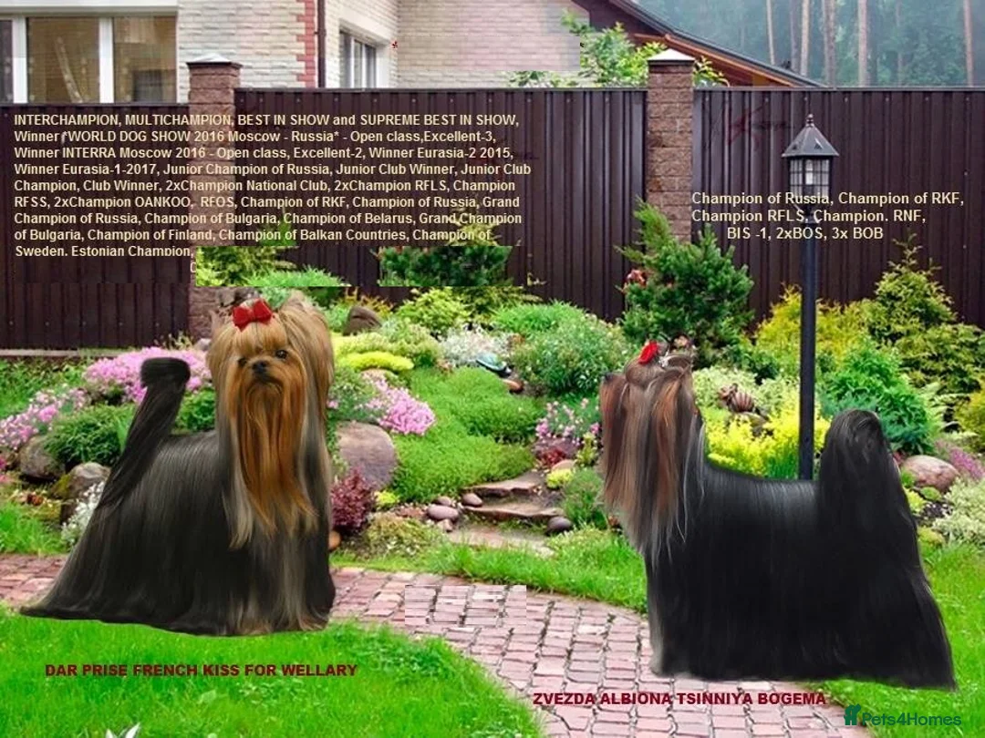 Yorkshire Terrier dogs for sale: KC reg, 17 Champions Bloodline - Advert 7