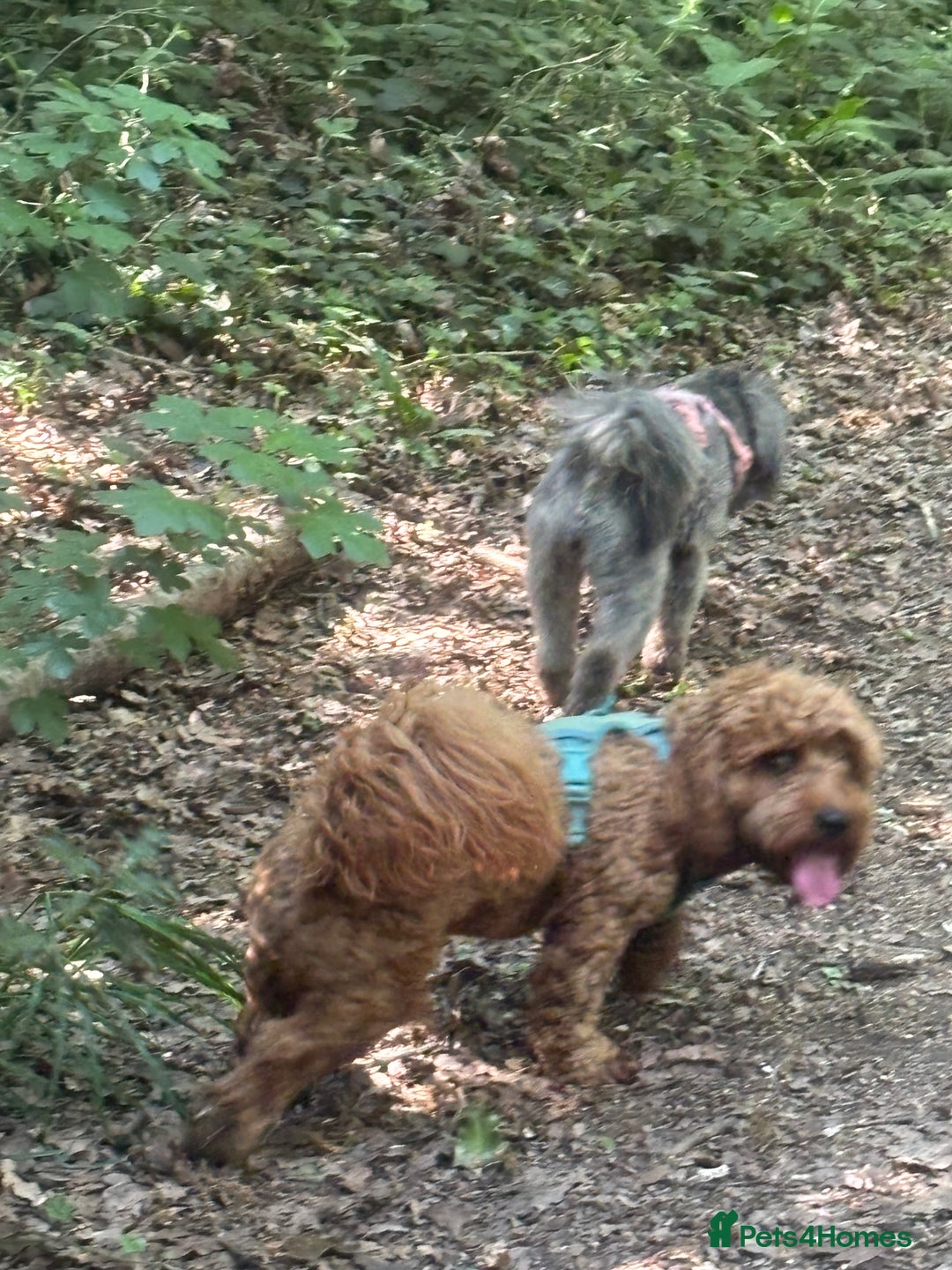 Mixed Breed dogs for sale: Last dog left - Advert 12