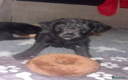 Jackapoo dogs for sale: Jackapoos  - Image 8