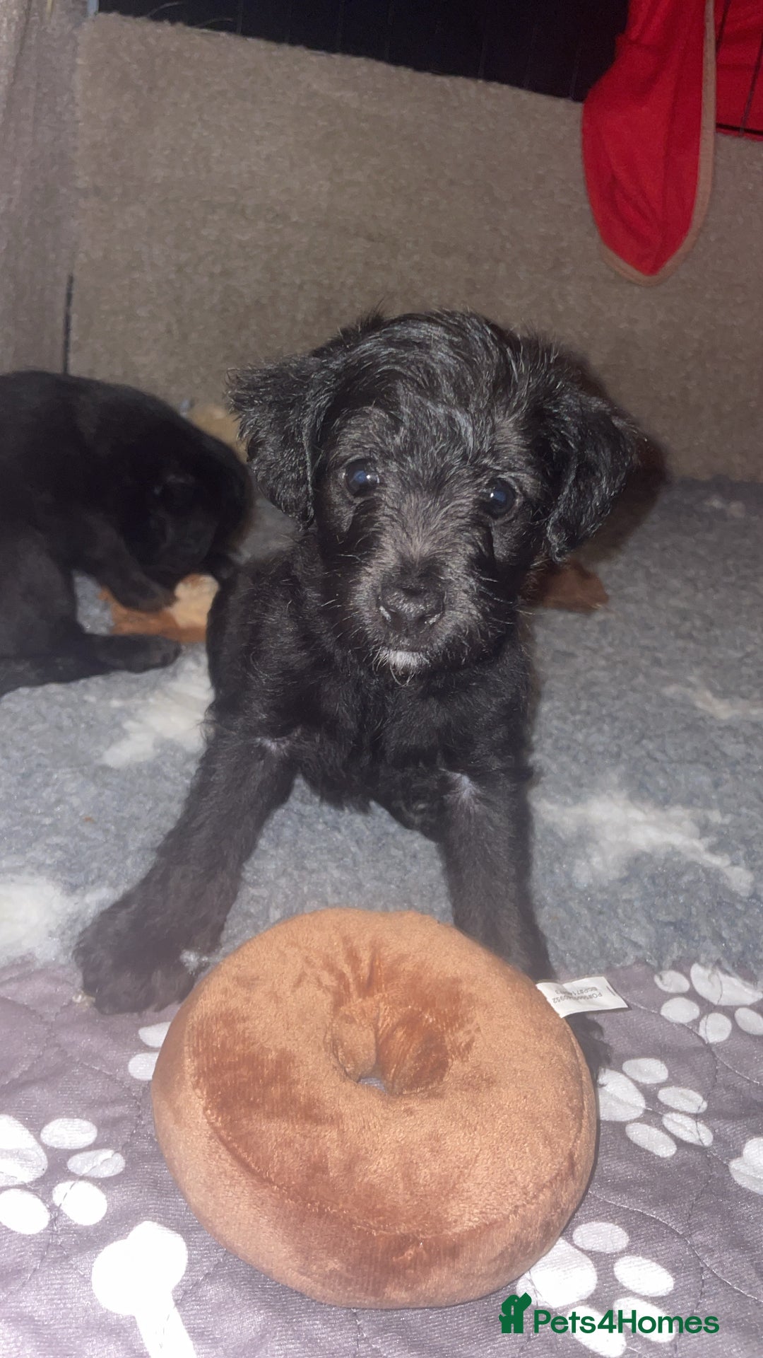 Jackapoo dogs for sale: Jackapoos  - Image 8