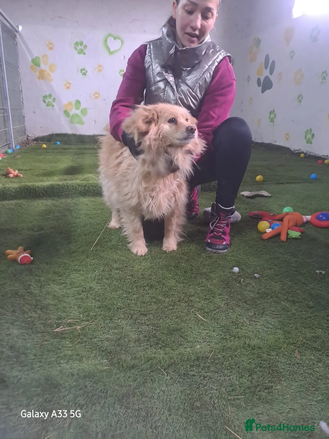 Mixed Breed dogs for adoption: ✨ SAVED FROM A KILL SHELTER — NOW READY TO LIVE ✨ - Advert 1