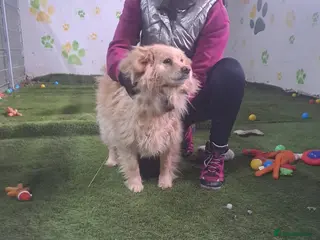 Mixed Breed dogs ✨ SAVED FROM A KILL SHELTER — NOW READY TO LIVE ✨ - Advert 2