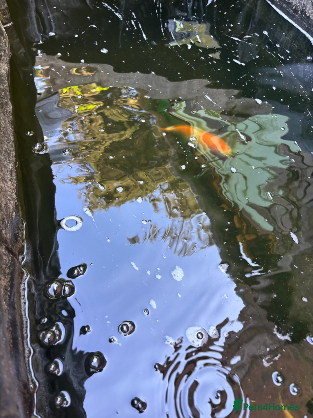 Koi Carp fish for sale: 2 koi both about 11 inches long  - Image 4