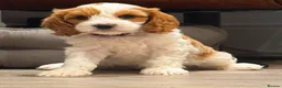 Cavapoo dogs for sale: Beautiful apricot cavapoos PRICE REDUCED £1900 - Advert 9