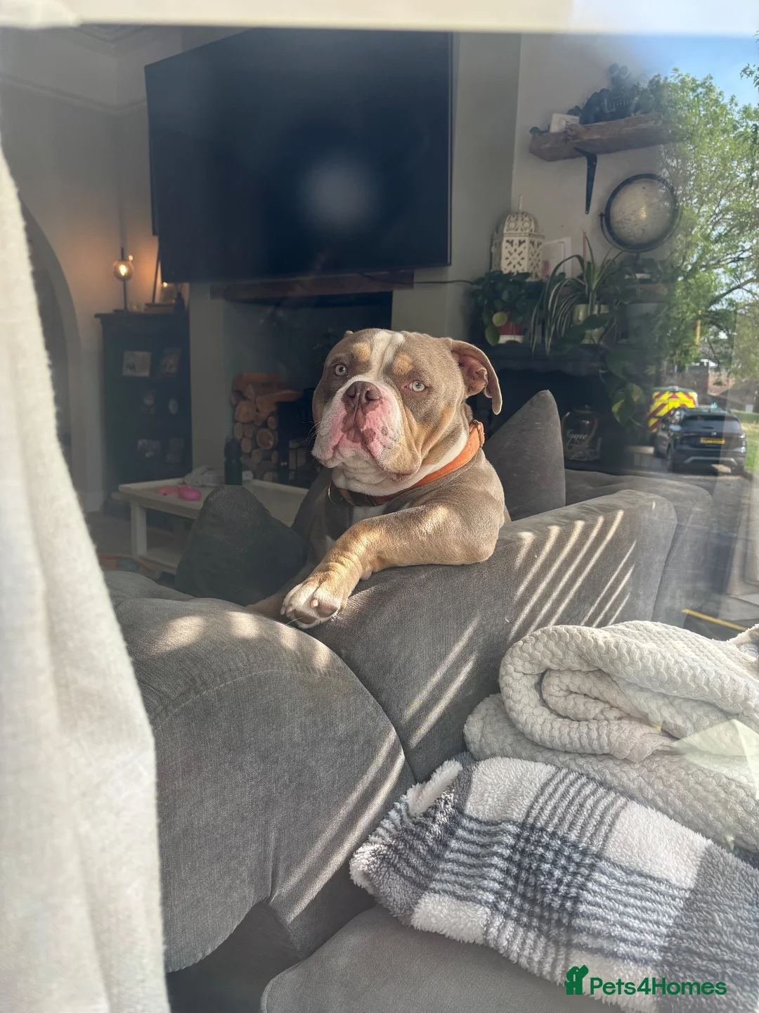 American Bully dogs for stud: Pocket Bully Stud in Saint Leonards-on-sea - Advert 12